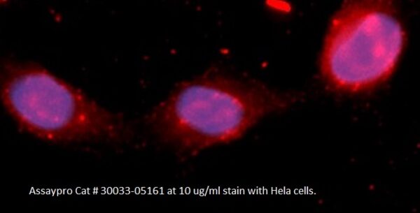 Human Fibroblast Growth Factor 12 (FGF-12) AssayLite Antibody (APC Conjugate)