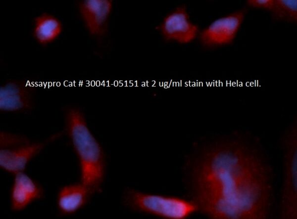 Human Eukaryotic Translation Initiation Factor 1B (EIF1B) AssayLite Antibody (RPE Conjugate)
