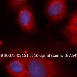 Human Peroxiredoxin-5 (PRDX5) AssayLite Antibody (RPE Conjugate)