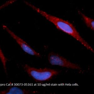 Human Peroxiredoxin-5 (PRDX5) AssayLite Antibody (APC Conjugate)