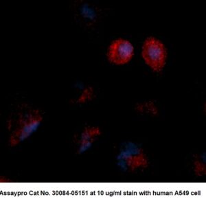Human Galectin-7  (Gal-7) AssayLite Antibody (RPE Conjugate)