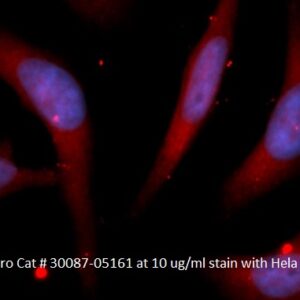 Human Cyclophilin-40  (PPID) AssayLite Antibody (APC Conjugate)