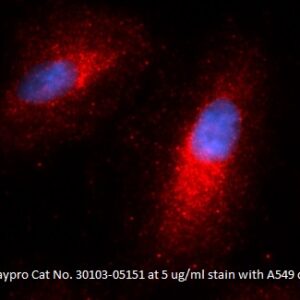 Human Complement Factor Bb (CFB-Bb) AssayLite Antibody (RPE Conjugate)