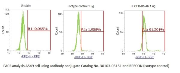 Human Complement Factor Bb (CFB-Bb) AssayLite Antibody (RPE Conjugate) - Image 2