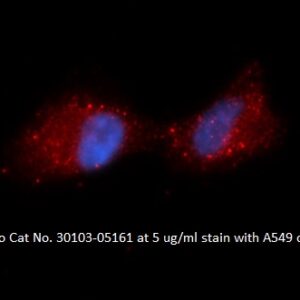 Human Complement Factor Bb (CFB-Bb) AssayLite Antibody (APC Conjugate)