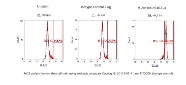 Human Annexin A4  (ANXA4) AssayLite Antibody (FITC Conjugate)