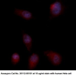 Human Annexin A4  (ANXA4) AssayLite Antibody (RPE Conjugate)