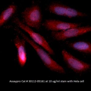 Human Annexin A4  (ANXA4) AssayLite Antibody (APC Conjugate)