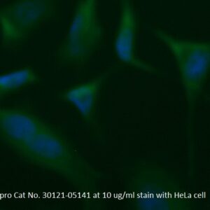 Human Cystatin-B (CSTB) AssayLite Antibody (FITC Conjugate)