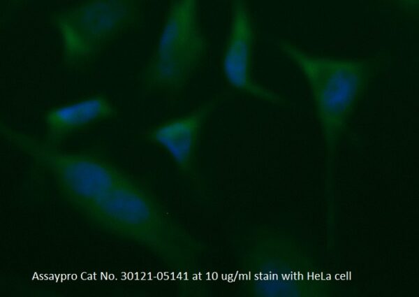 Human Cystatin-B (CSTB) AssayLite Antibody (FITC Conjugate)