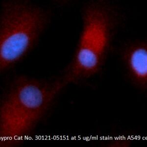 Human Cystatin-B (CSTB) AssayLite Antibody (RPE Conjugate)