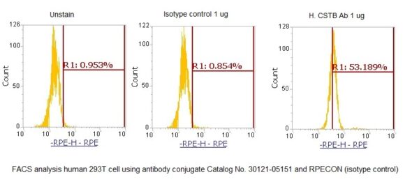 Human Cystatin-B (CSTB) AssayLite Antibody (RPE Conjugate) - Image 2