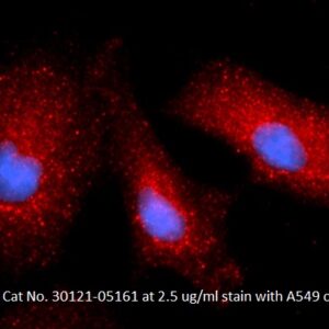 Human Cystatin-B (CSTB) AssayLite Antibody (APC Conjugate)