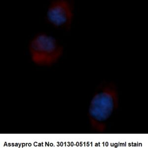 Human alpha-Ketoglutarate-dependent Dioxygenase alkB Homolog 3 (ALKBH3) AssayLite Antibody (RPE Conjugate)