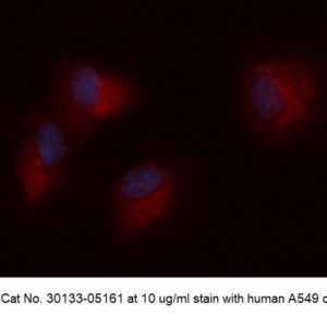 Human Phosphoserine Phosphatase (PSP) AssayLite Antibody (APC Conjugate)