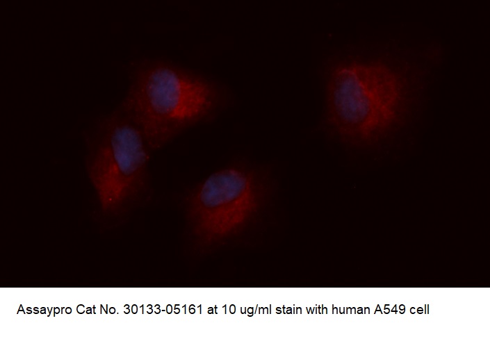 Human Phosphoserine Phosphatase (PSP) AssayLite Antibody (APC Conjugate)