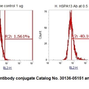 Human Heat Shock Protein 70 kDa Family Member 13 (HSPA13) AssayLite Antibody (RPE Conjugate)