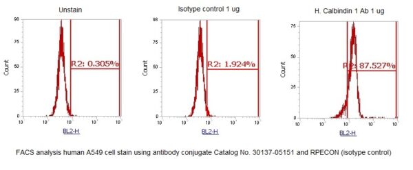 Human Calbindin 1 AssayLite Antibody (RPE Conjugate) - Image 2