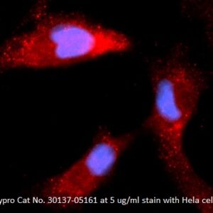 Human Calbindin 1 AssayLite Antibody (APC Conjugate)