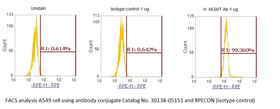 Human O-6-Methylguanine-DNA Methyltransferase (MGMT) AssayLite Antibody (RPE Conjugate)