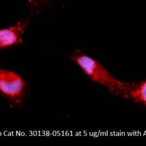 Human O-6-Methylguanine-DNA Methyltransferase (MGMT) AssayLite Antibody (APC Conjugate)