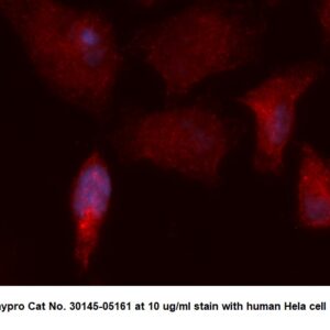 Human Interleukin-15 (IL-15) AssayLite Antibody (APC Conjugate)