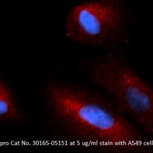 Human Immunoglobulin J Chain (IGJ) AssayLite Antibody (RPE Conjugate)