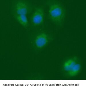 Human ADP-ribosylation Factor-like Protein 1 (ARL1) AssayLite Antibody (FITC Conjugate)