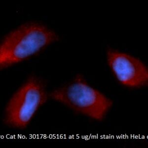 Human SNAP-alpha (NAPA) AssayLite Antibody (APC Conjugate)