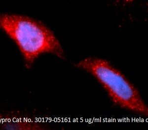 Human Hexokinase-2 AssayLite Antibody (APC Conjugate)