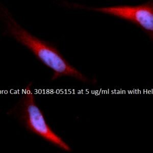 Human Dimethylarginine Dimethylaminohydrolase 1 (DDAH1) AssayLite Antibody (RPE Conjugate)
