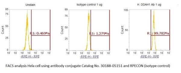 Human Dimethylarginine Dimethylaminohydrolase 1 (DDAH1) AssayLite Antibody (RPE Conjugate) - Image 2