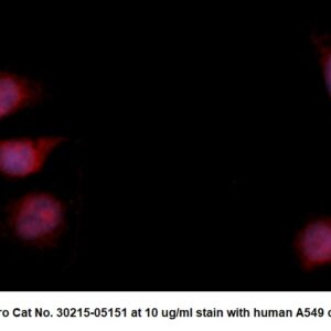 Human Fatty Acid-Binding Protein 5 (FABP5) AssayLite Antibody (RPE Conjugate)
