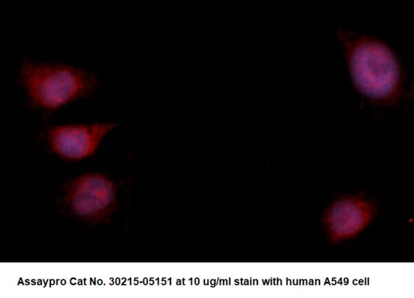 Human Fatty Acid-Binding Protein 5 (FABP5) AssayLite Antibody (RPE Conjugate)