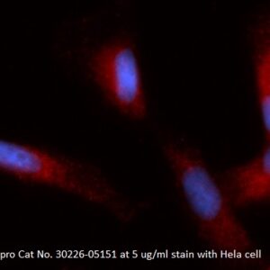 Human GRP-78 AssayLite Antibody (RPE Conjugate)