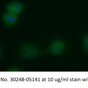 Human ADP-ribosylation Factor 1 (ARF1) AssayLite Antibody (FITC Conjugate)