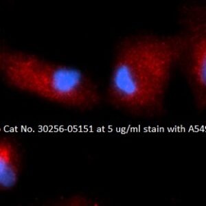 Human Calcium and Integrin-binding 1 (CIB1) AssayLite Antibody (RPE Conjugate)