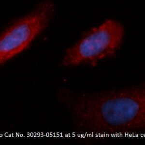 Human L-Lactate Dehydrogenase B Chain (LDHB) AssayLite Antibody (RPE Conjugate)