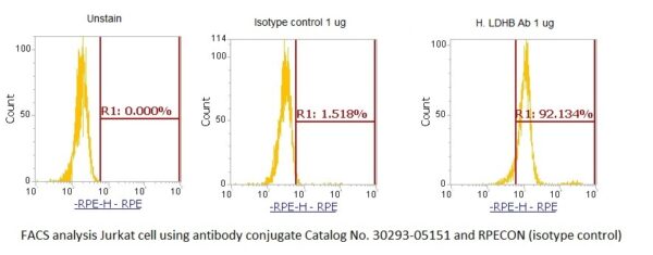 Human L-Lactate Dehydrogenase B Chain (LDHB) AssayLite Antibody (RPE Conjugate) - Image 2