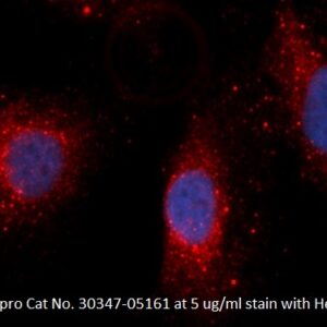 Human Cytokeratin-8 (CK-8) AssayLite Antibody (APC Conjugate)
