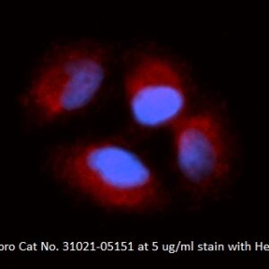 Human Cyclin-I (CCNI) AssayLite Antibody (RPE Conjugate)