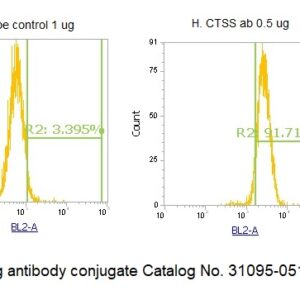 Human Cathepsin S (CTSS) AssayLite Antibody (RPE Conjugate)