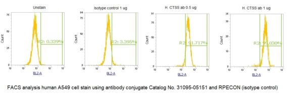 Human Cathepsin S (CTSS) AssayLite Antibody (RPE Conjugate)
