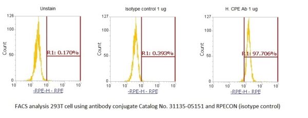Human Carboxypeptidase E (CPE) AssayLite Antibody (RPE Conjugate) - Image 2