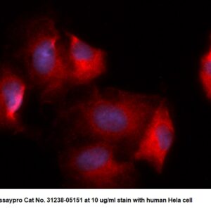 Human Krueppel-like Factor 3 (KLF3) AssayLite Antibody (RPE Conjugate)