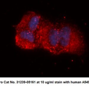 La Ribonucleoprotein (SSB) AssayLite Antibody (APC Conjugate)