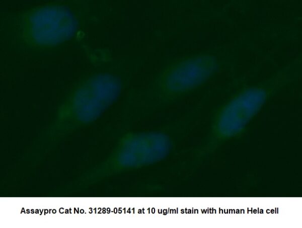 Human Aldose Reductase (AR) AssayLite Antibody (FITC Conjugate)