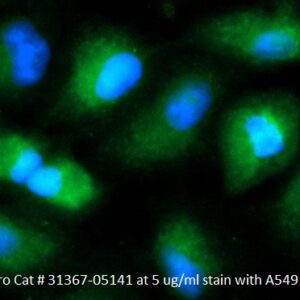 Human Matrix Metalloproteinase-23 (MMP-23) AssayLite Antibody (FITC Conjugate)