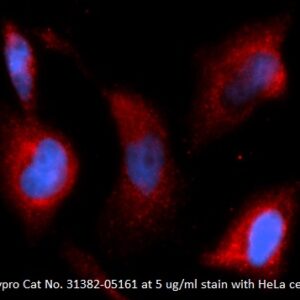 Human TGF-beta-1 AssayLite Antibody (APC Conjugate)