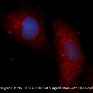 Human Protein Phosphatase 1F (PPM1F) AssayLite Antibody (APC Conjugate)